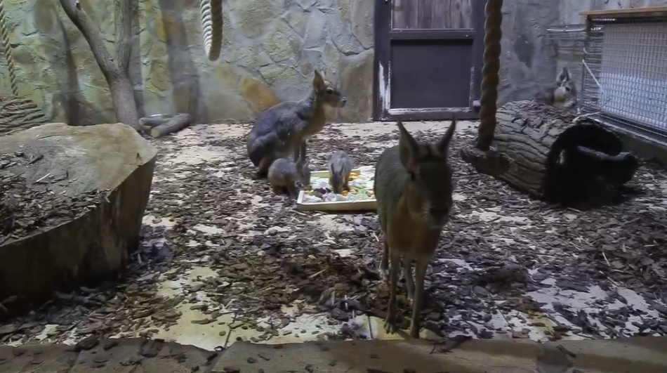 В Ленинградском зоопарке родились детеныши патагонских мар 
